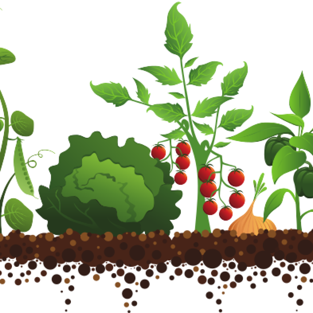 Vegetable Garden Illustration PNG image