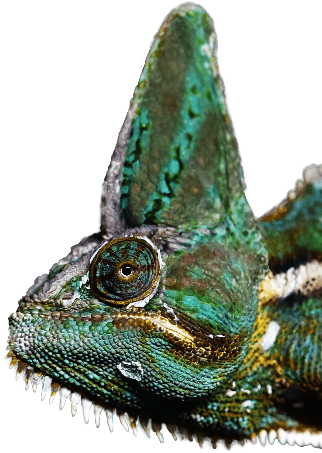 Veiled Chameleon Closeup.png PNG image