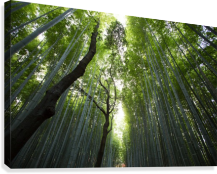 Verdant Bamboo Forest Canopy PNG image