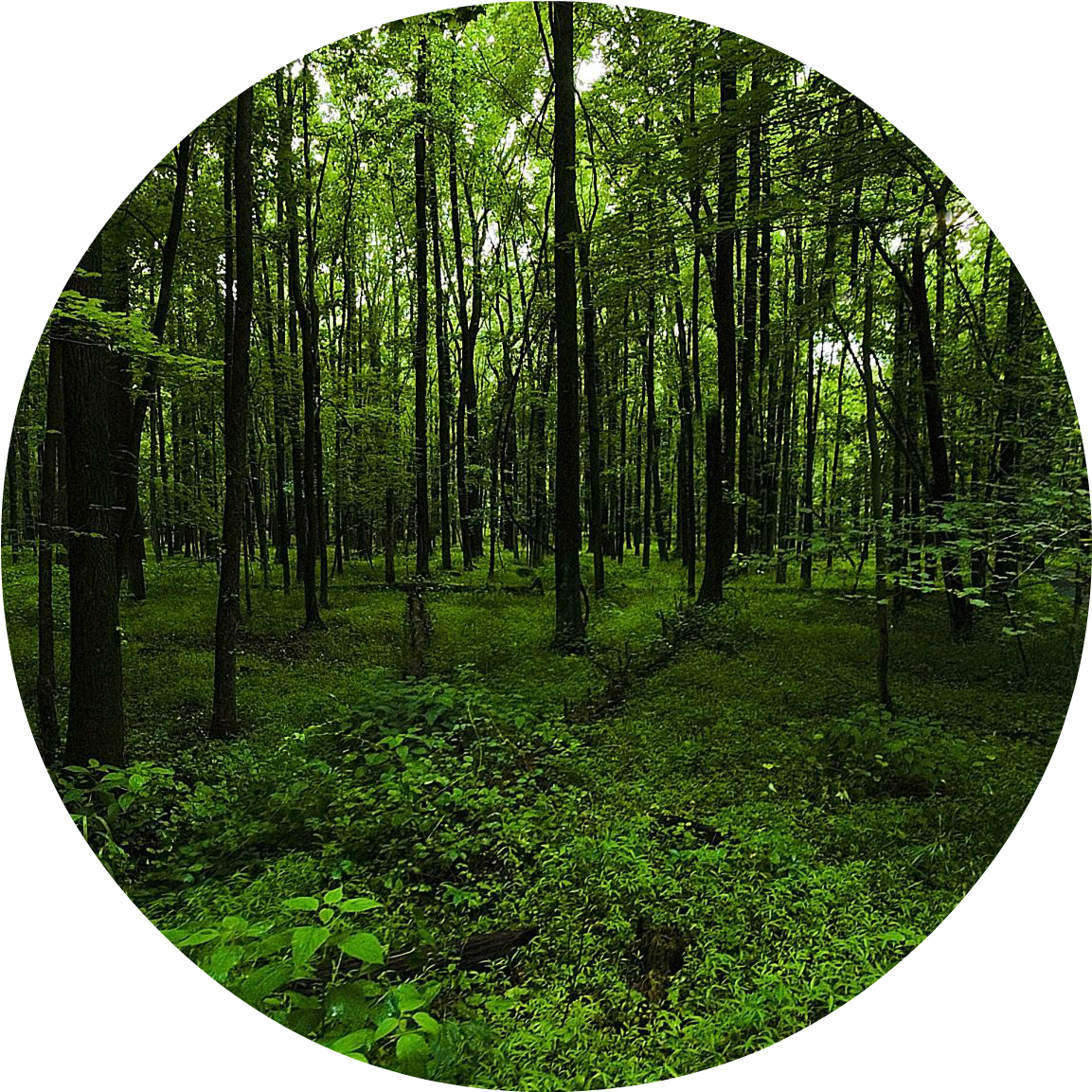 Verdant Forest Glade PNG image