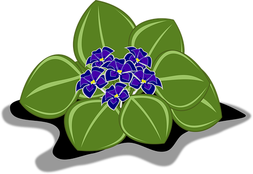 Vibrant African Violets Illustration PNG image