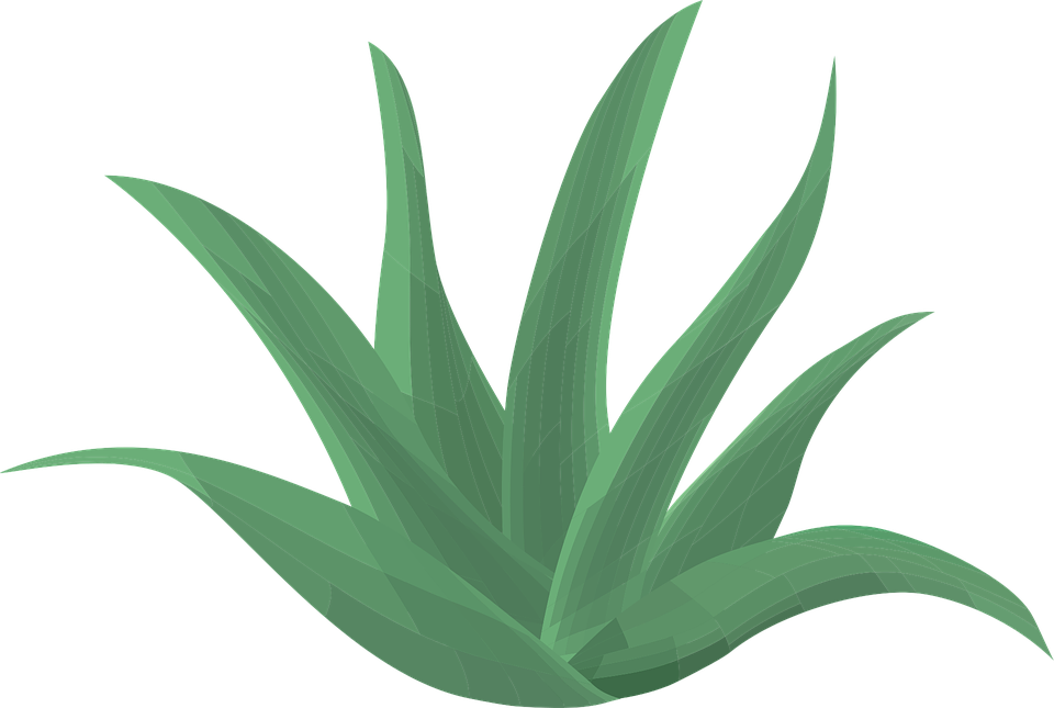 Vibrant Aloe Vera Illustration PNG image