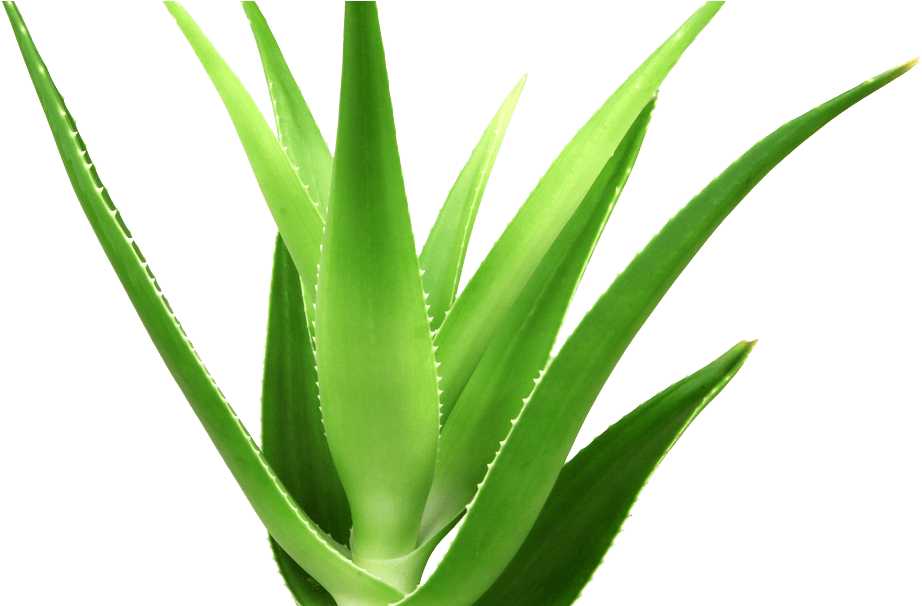 Vibrant Aloe Vera Plant PNG image