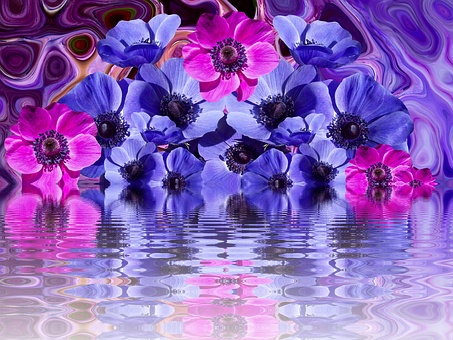 Vibrant Anemones Reflection PNG image