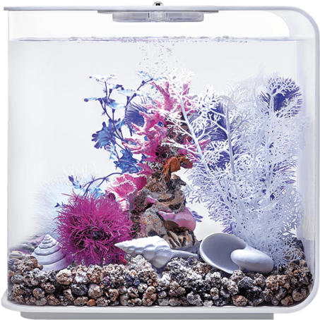 Vibrant Aquarium Coral Display PNG image