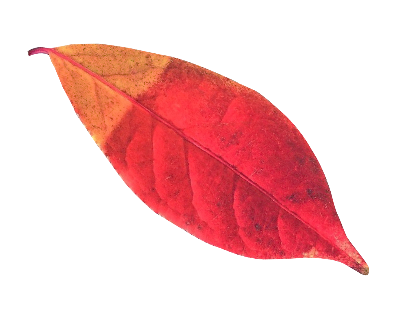 Vibrant Autumn Leaf PNG image