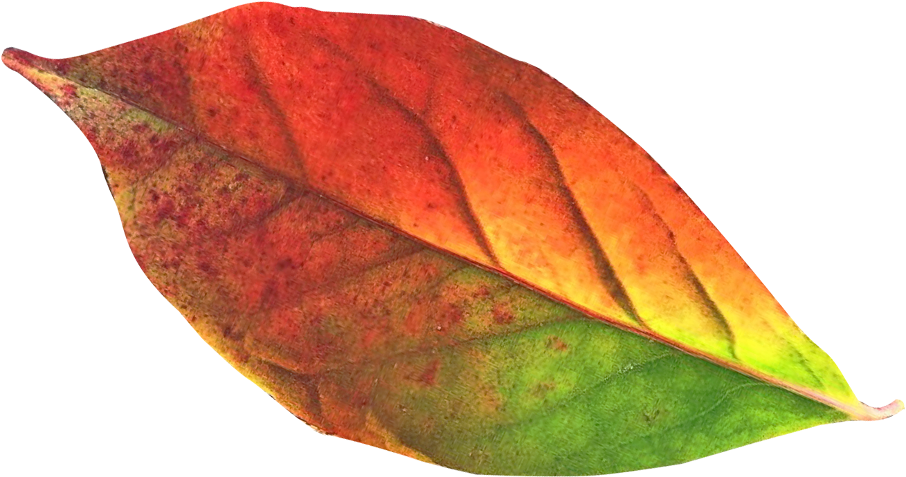 Vibrant Autumn Leaf Transition PNG image