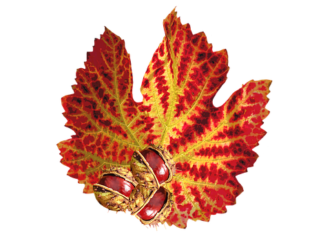 Vibrant Autumn Leafand Seeds PNG image