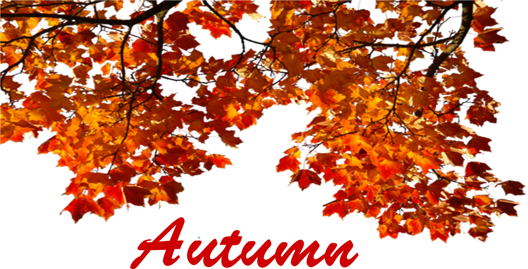 Vibrant Autumn Leaves PNG image