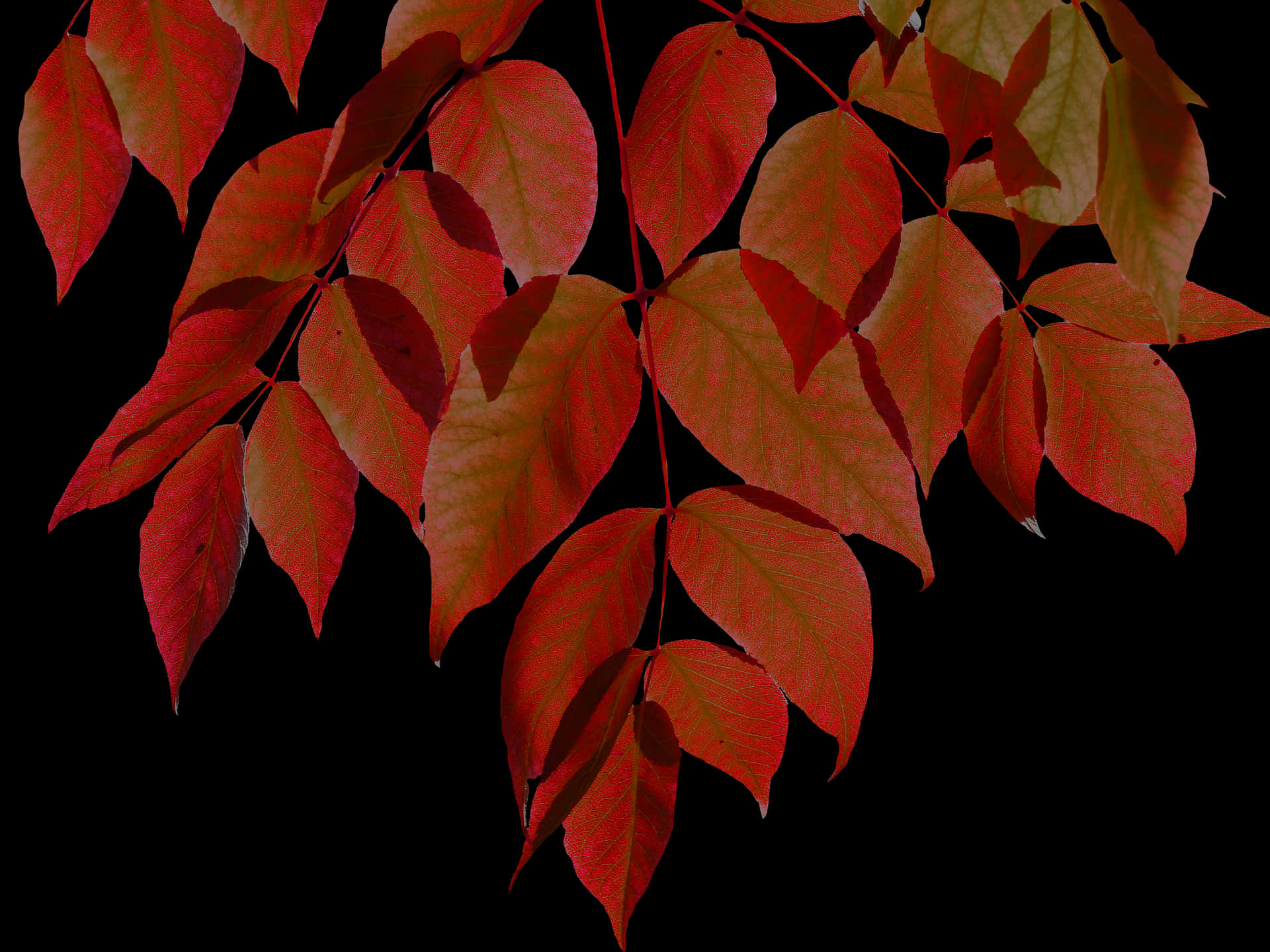 Vibrant Autumn Leaves Black Background.jpg PNG image