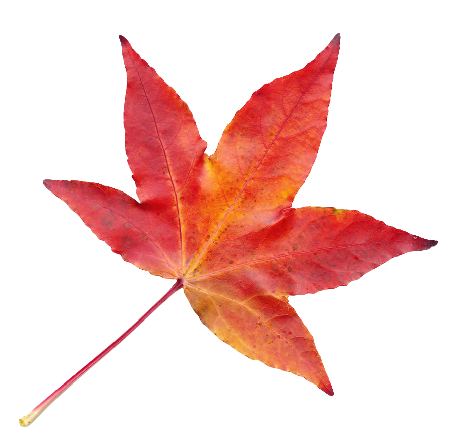 Vibrant Autumn Maple Leaf.png PNG image