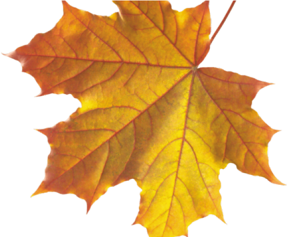 Vibrant Autumn Maple Leaf.png PNG image