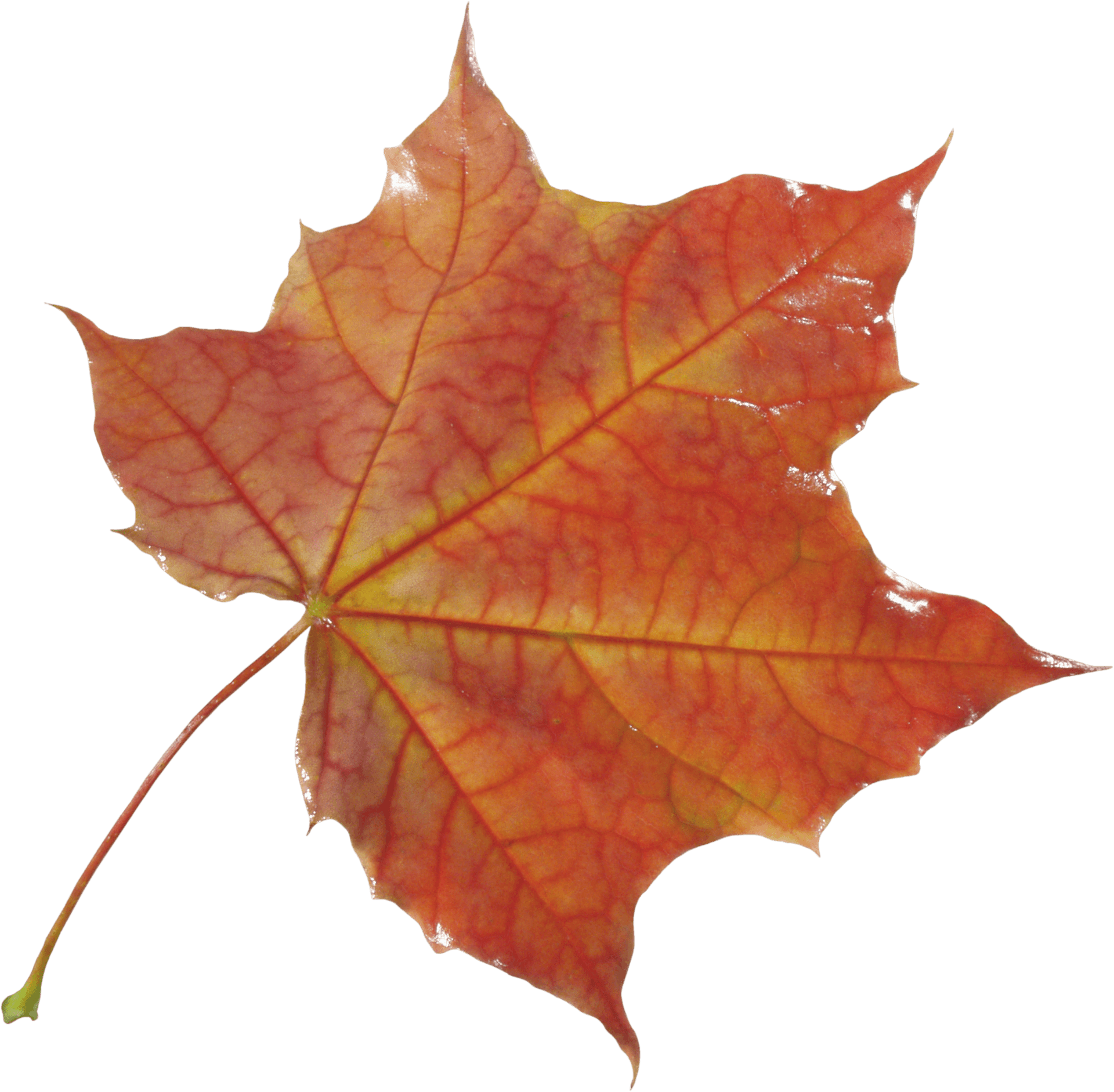 Vibrant Autumn Maple Leaf.png PNG image