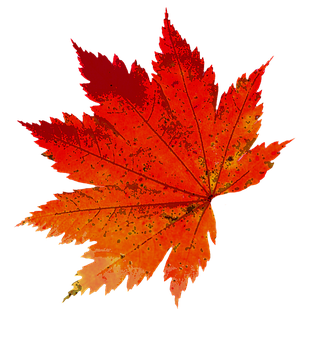 Vibrant Autumn Maple Leaf PNG image