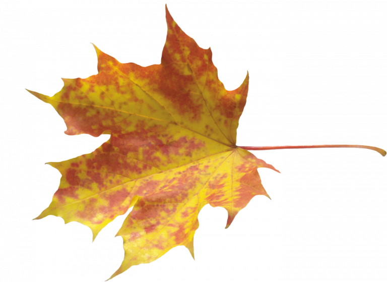 Vibrant Autumn Maple Leaf PNG image