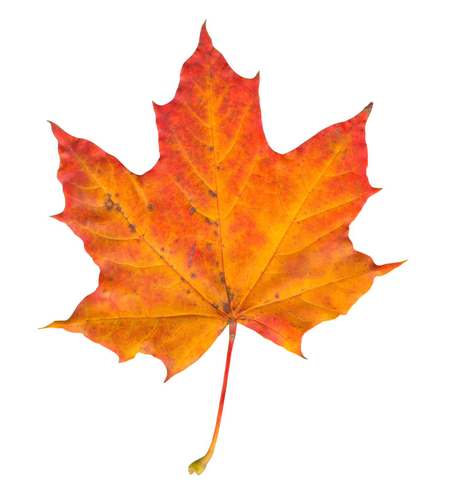 Vibrant Autumn Maple Leaf PNG image