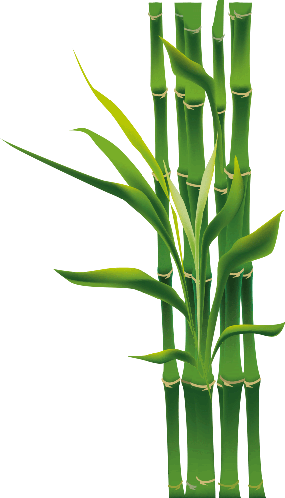 Vibrant Bamboo Greenery.png PNG image