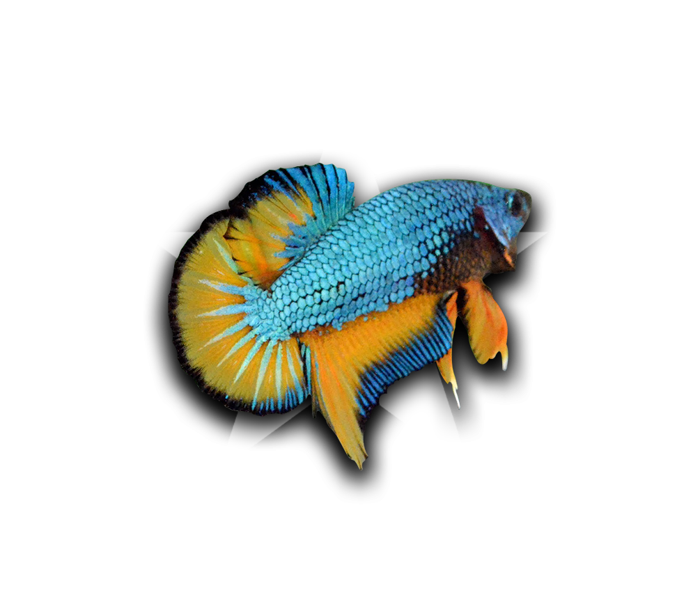 Vibrant Betta Fish Collector Graphic PNG image