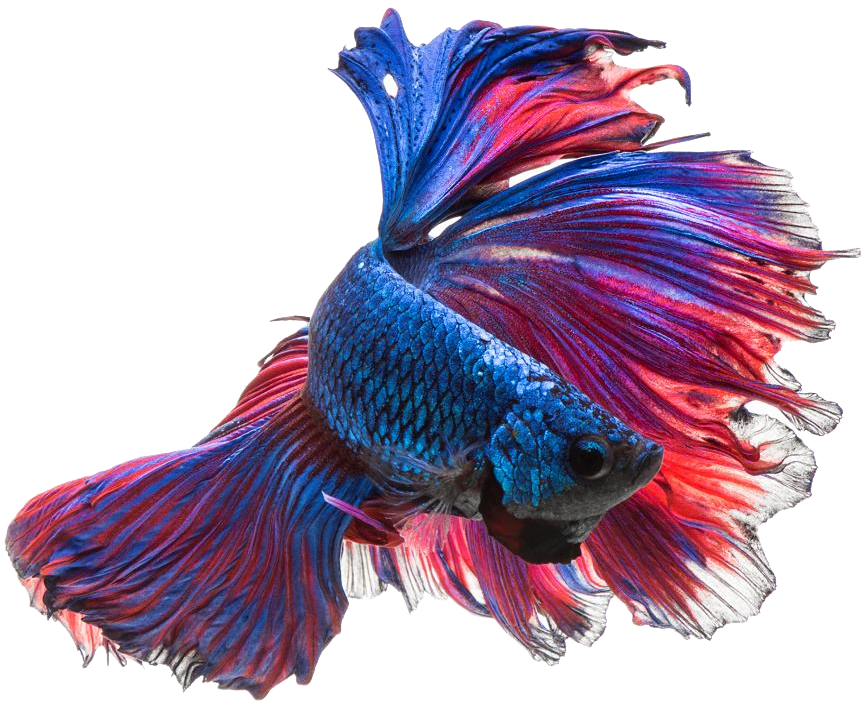 Vibrant Betta Fish Display PNG image