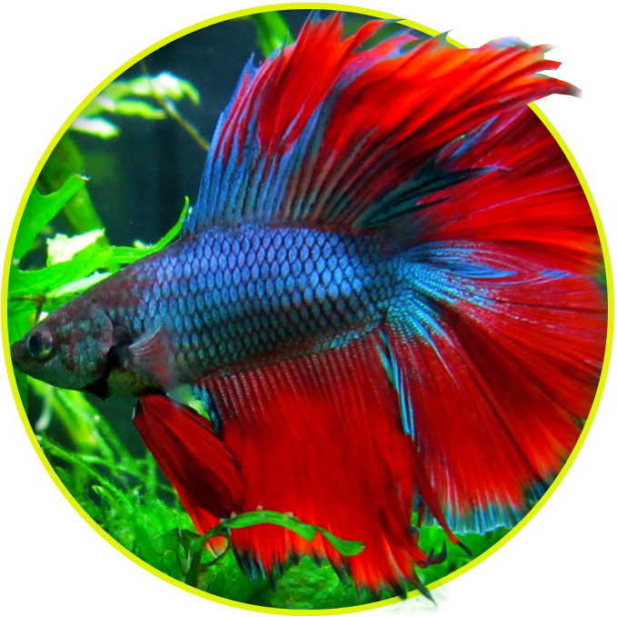 Vibrant Betta Fish Display PNG image