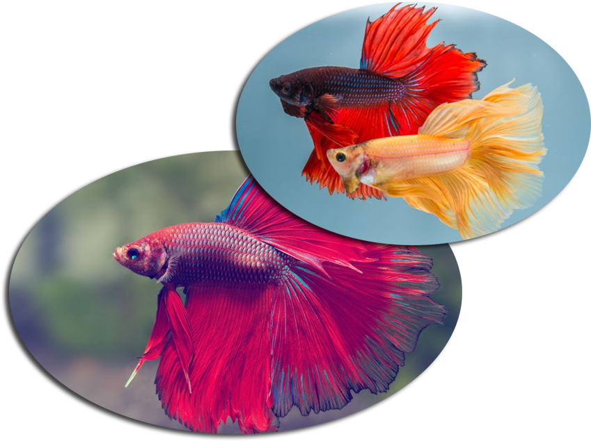 Vibrant Betta Fish Duo PNG image