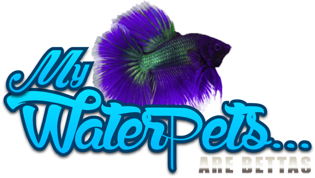 Vibrant Betta Fish Graphic PNG image