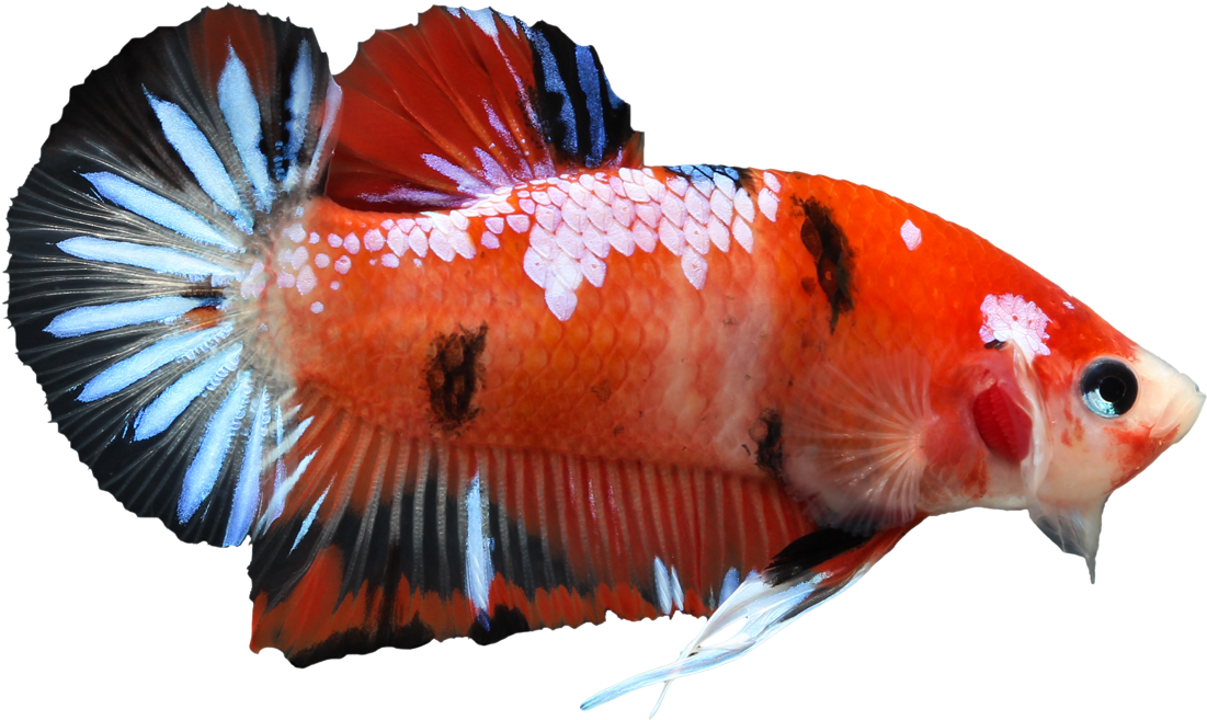 Vibrant Betta Fish.png PNG image