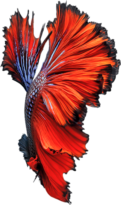 Vibrant Betta Fish Swimming PNG image