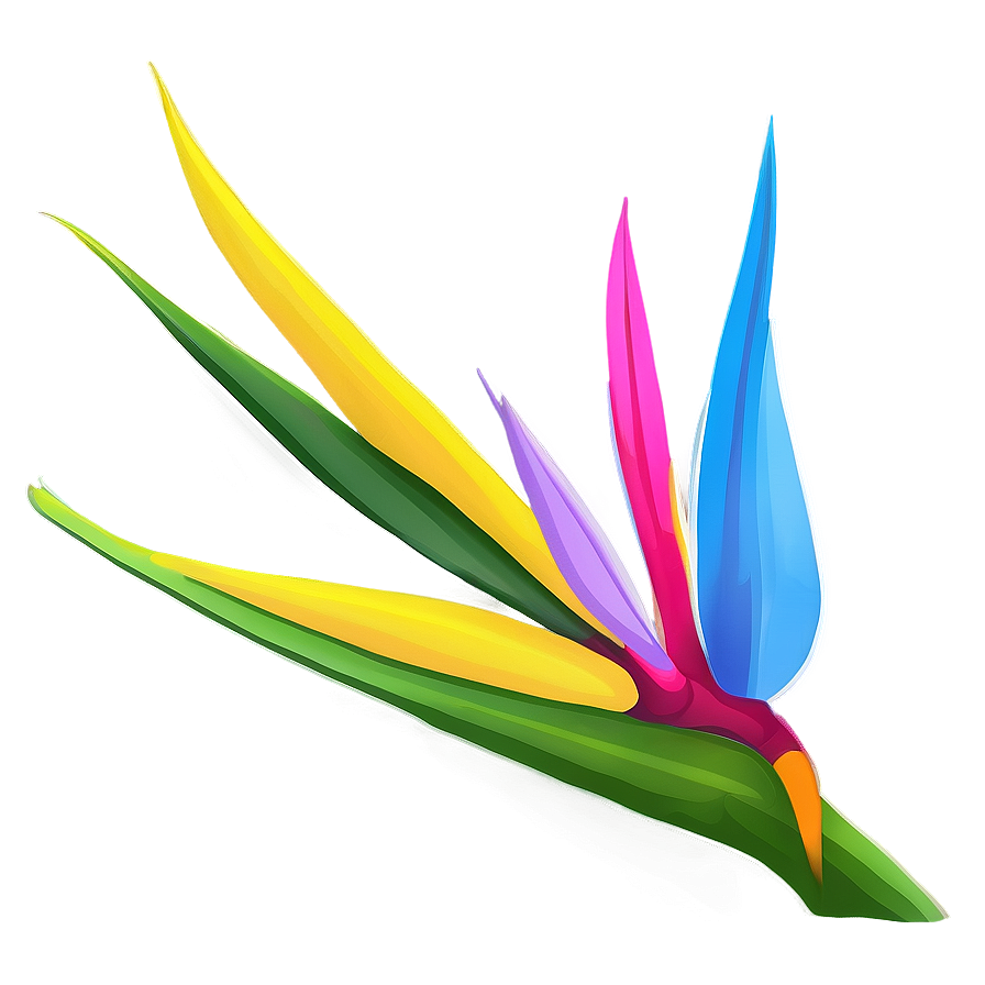 Vibrant Bird Of Paradise Illustration Png 06212024 PNG image