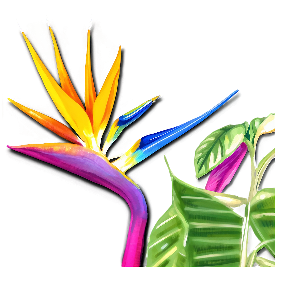 Vibrant Bird Of Paradise Illustration Png 53 PNG image