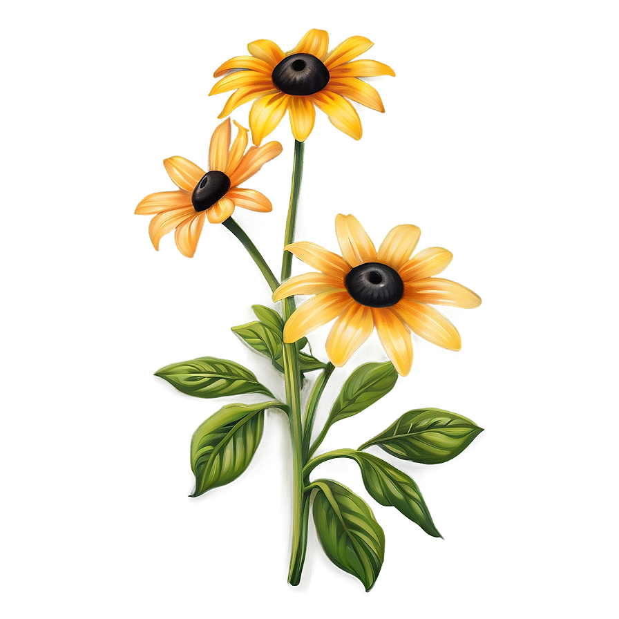 Vibrant Black Eyed Susan Illustration Png 06282024 PNG image