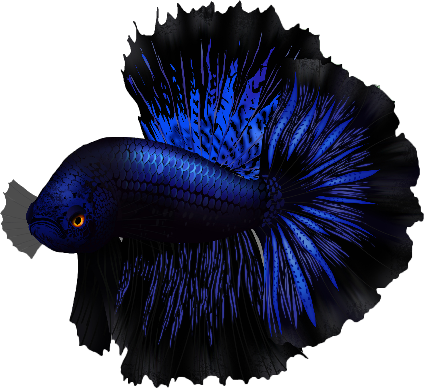 Vibrant Blue Betta Fish PNG image