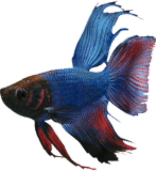 Vibrant_ Blue_ Betta_ Fish.png PNG image