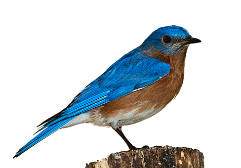 Vibrant Blue Bird Perched PNG image