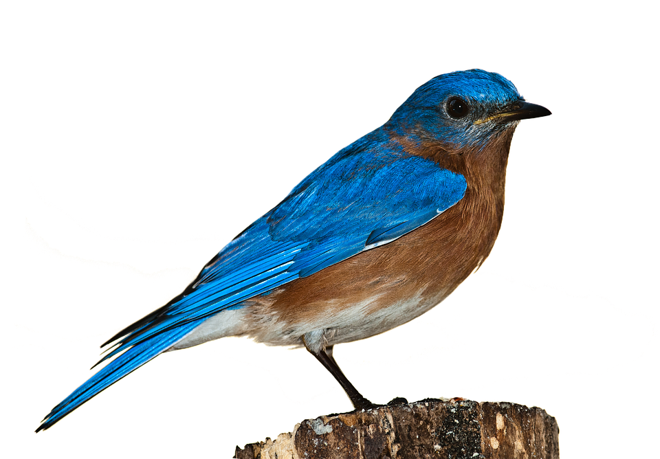 Vibrant Blue Birdon Stump PNG image