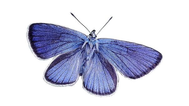 Vibrant_ Blue_ Butterfly_ Black_ Background.jpg PNG image