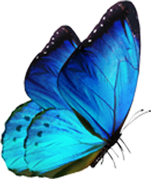 Vibrant Blue Butterfly Isolated PNG image