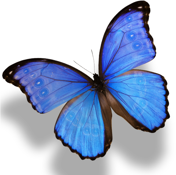 Vibrant_ Blue_ Butterfly_ P N G PNG image