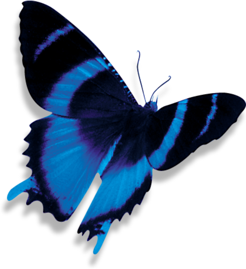 Vibrant Blue Butterfly PNG image