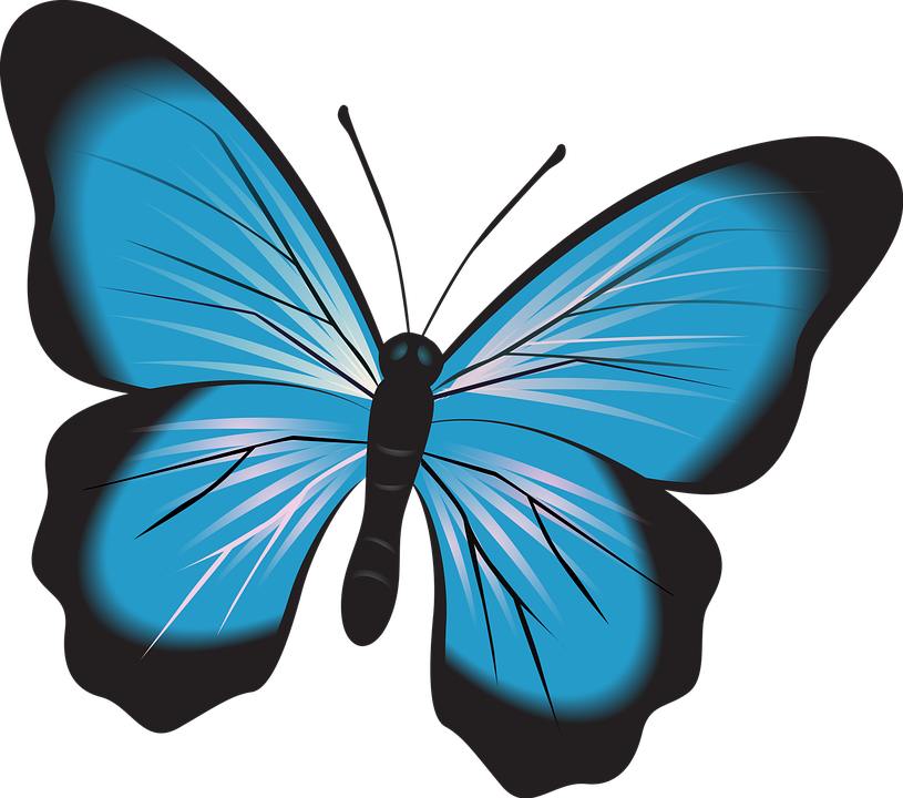 Vibrant Blue Butterfly Vector PNG image