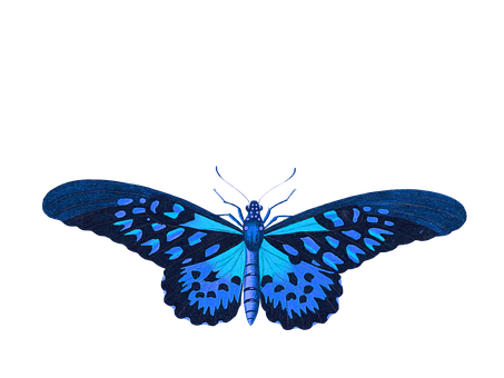 Vibrant Blue Butterflyon Black Background PNG image