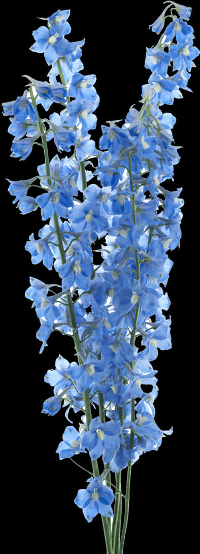 Vibrant Blue Delphiniums PNG image