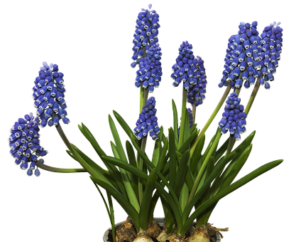 Vibrant Blue Grape Hyacinths PNG image