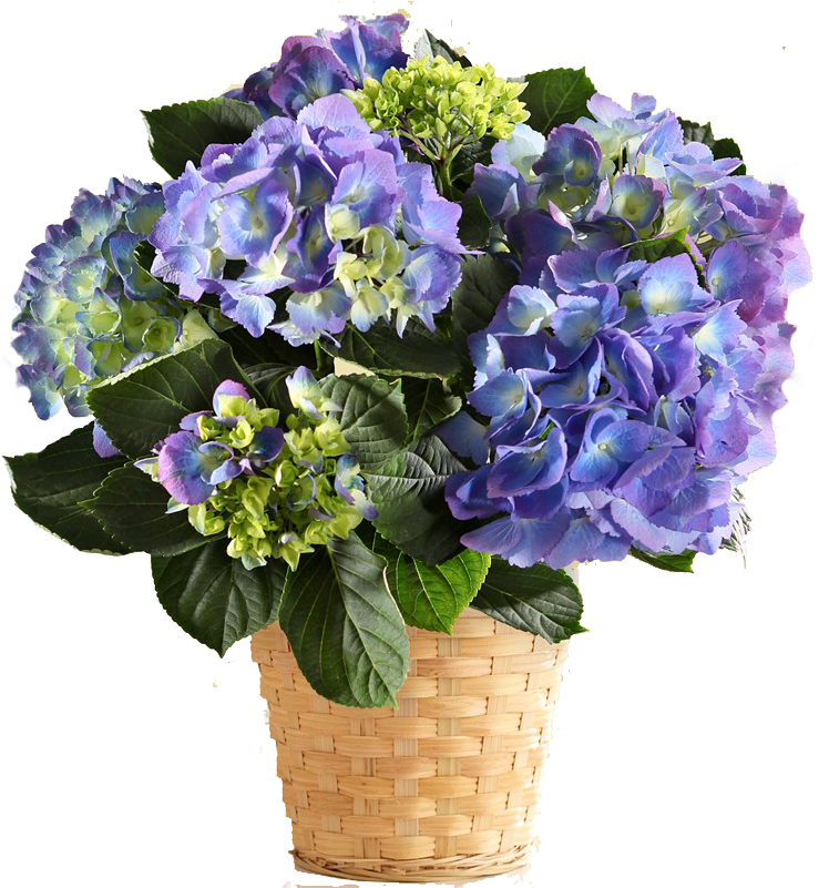 Vibrant Blue Hydrangea Basket PNG image