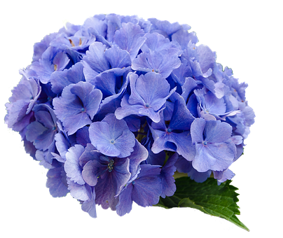 Vibrant Blue Hydrangea Bloom PNG image