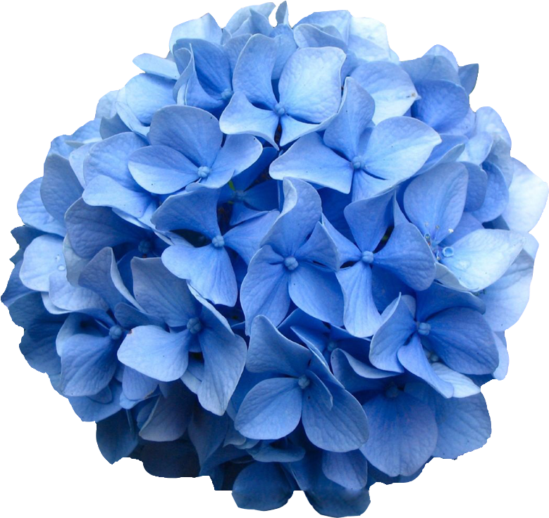Vibrant Blue Hydrangea Bloom PNG image