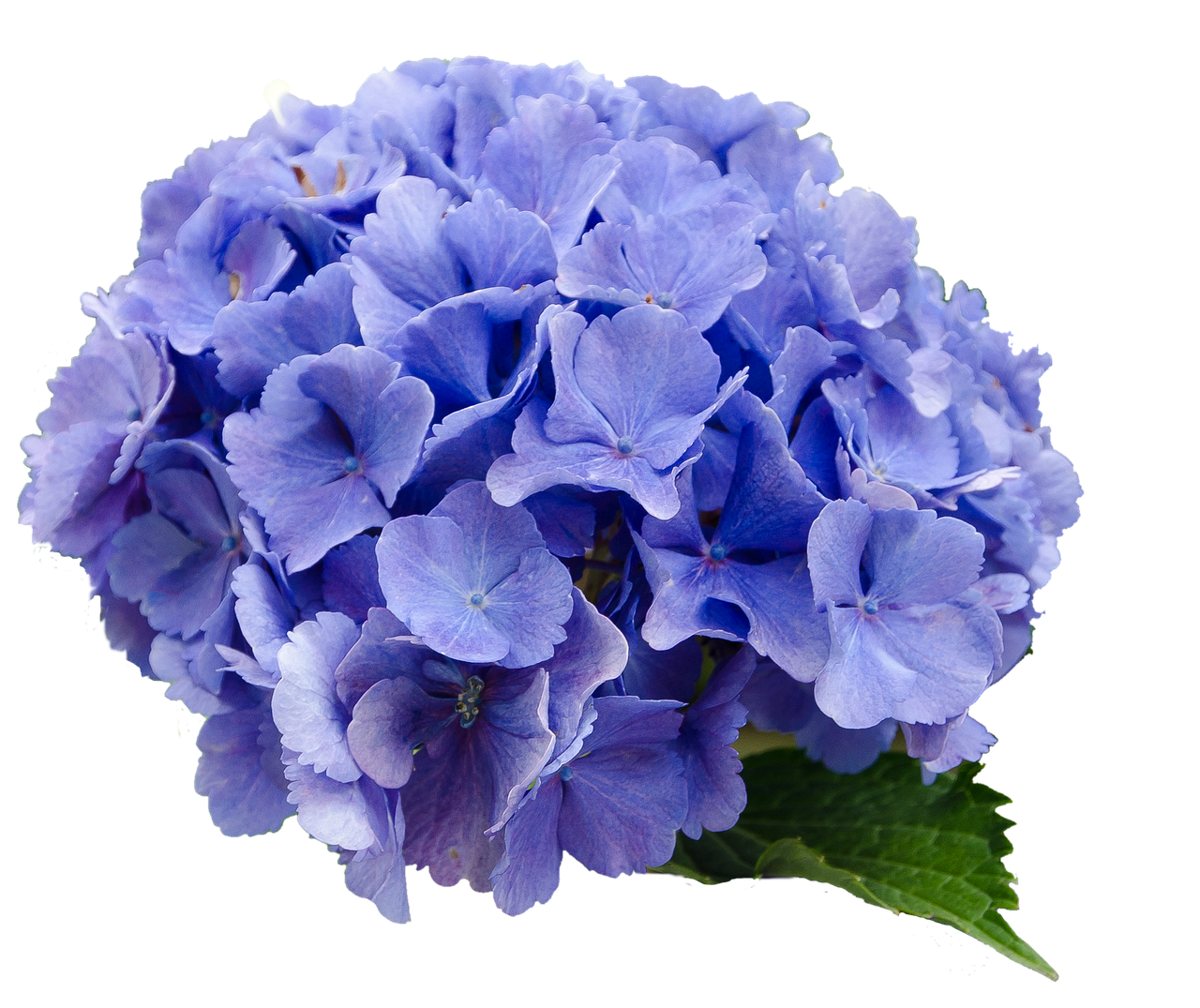 Vibrant_ Blue_ Hydrangea_ Bloom PNG image