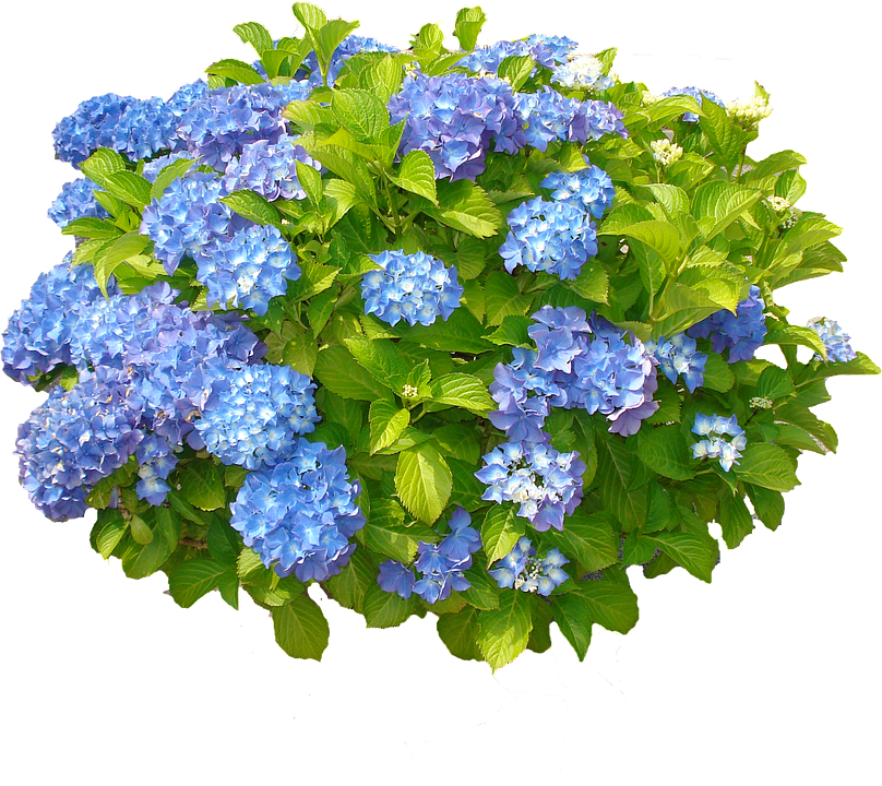 Vibrant Blue Hydrangea Cluster.png PNG image