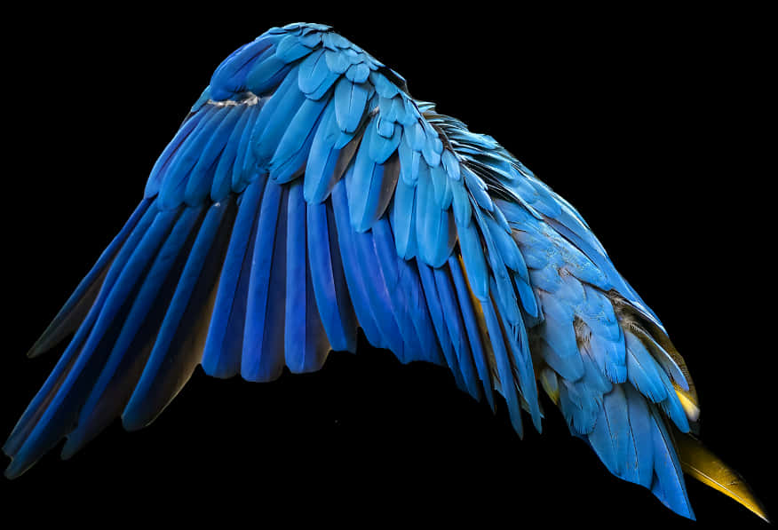 Vibrant_ Blue_ Macaw_ Wing.jpg PNG image