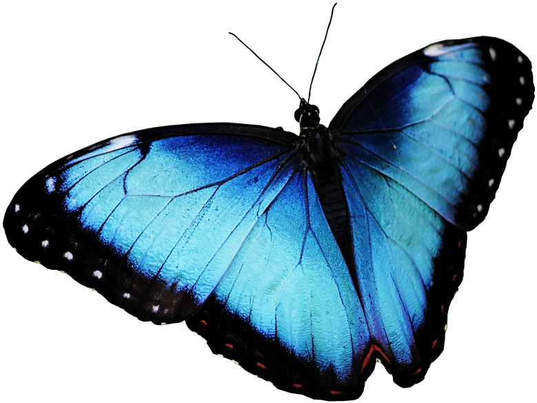 Vibrant Blue Morpho Butterfly PNG image